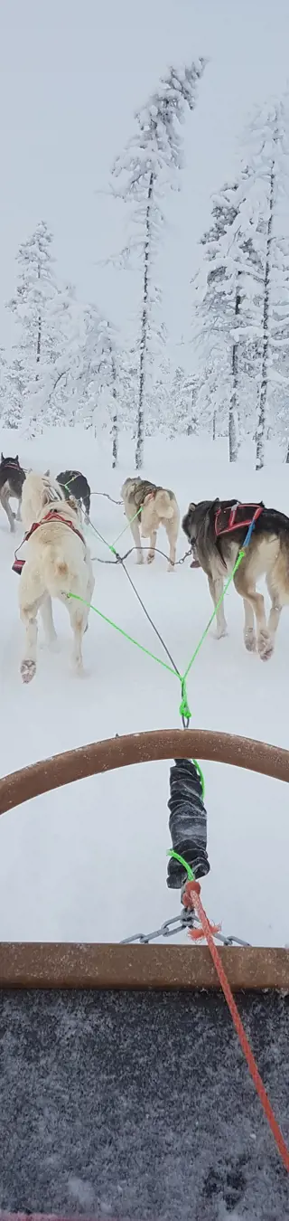 Auf Husky-Safari
